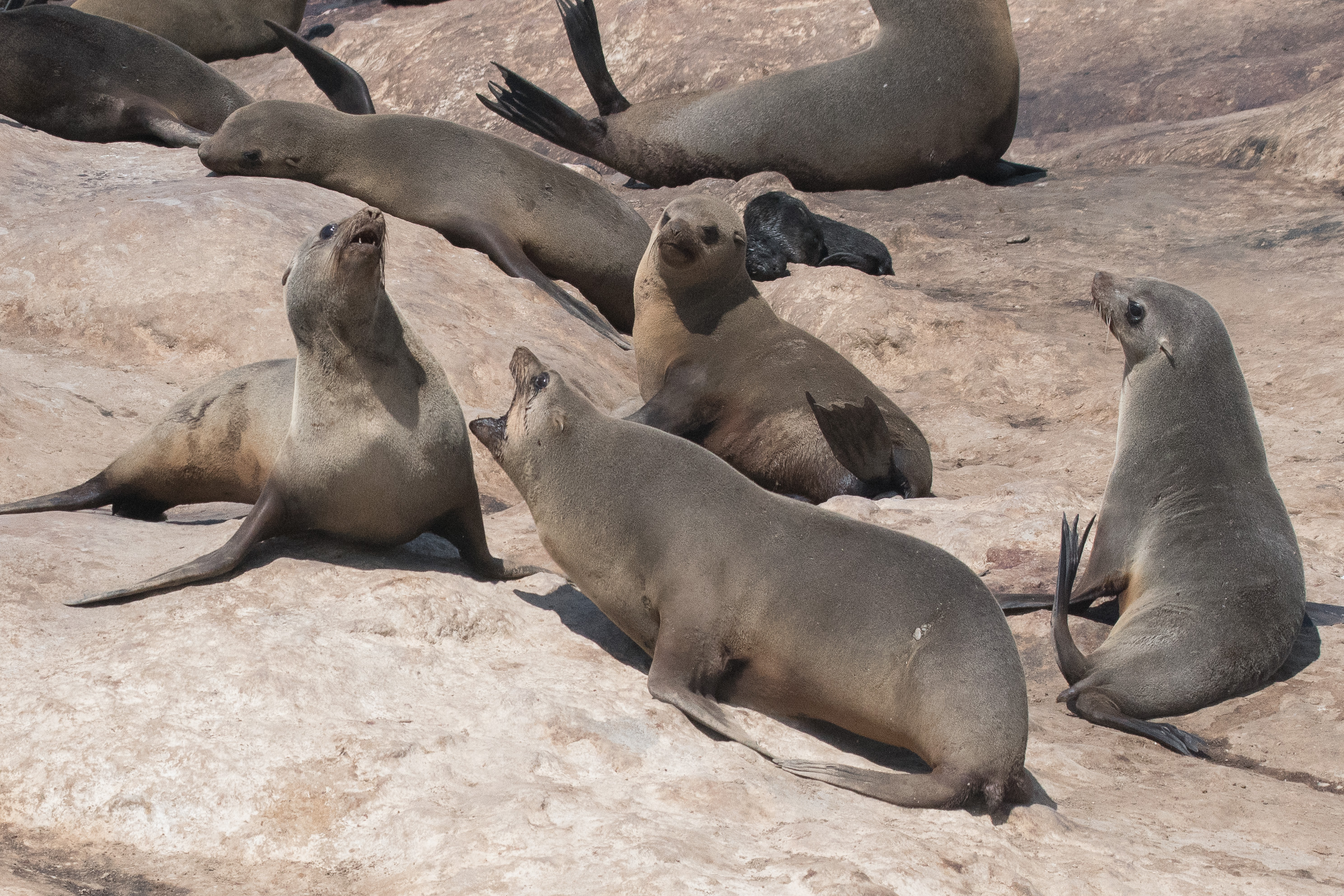 Otaries à fourrure du Sud ((South-African Fur Seals, Arctocephalus pusillus), Conflit de voisinage. Möwe Bay, Namibie. 